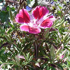 clarkia amoena